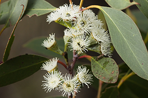 Eucalyptus flower water