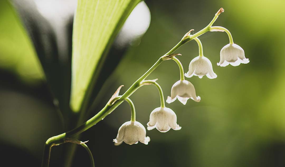 You are currently viewing MUGUET: a French symbol of spring