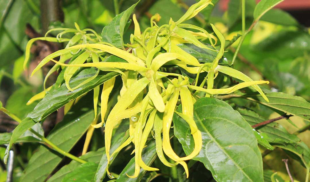 Read more about the article Ylang-ylang essential oil:  The sweet fragrance of the cananga tree