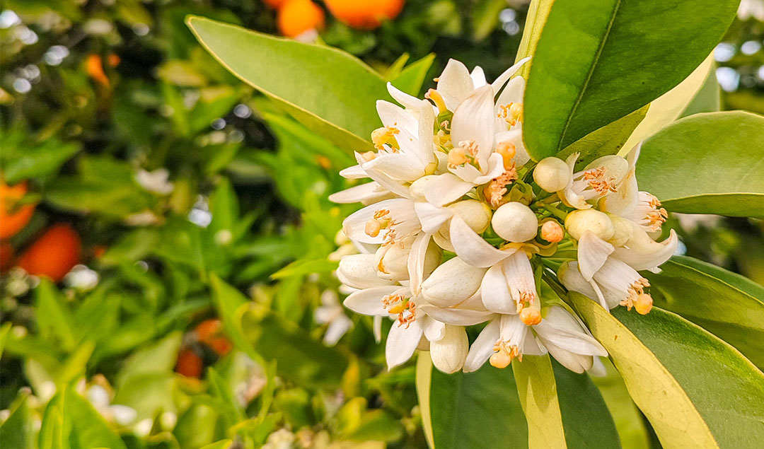 Read more about the article Neroli oil: uses, history and fragrance of orange blossom essence