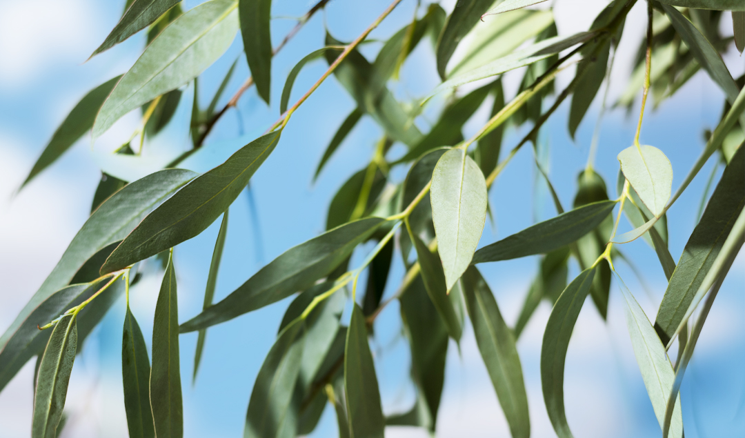 Eucalyptus essential oil: uses, history and properties