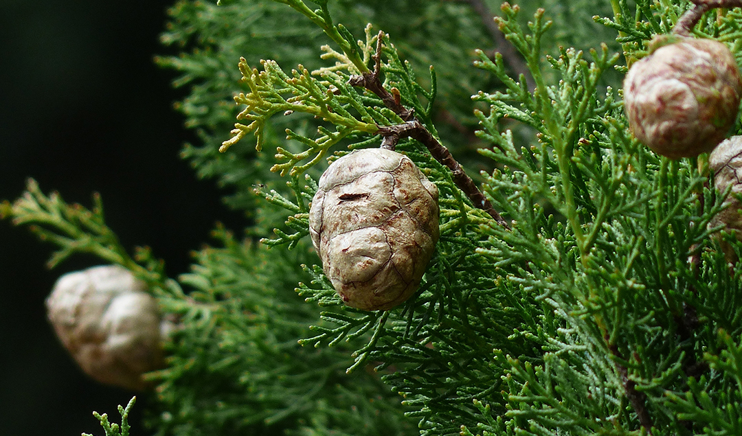 Cypress essential oil: discovering its uses, properties and history.