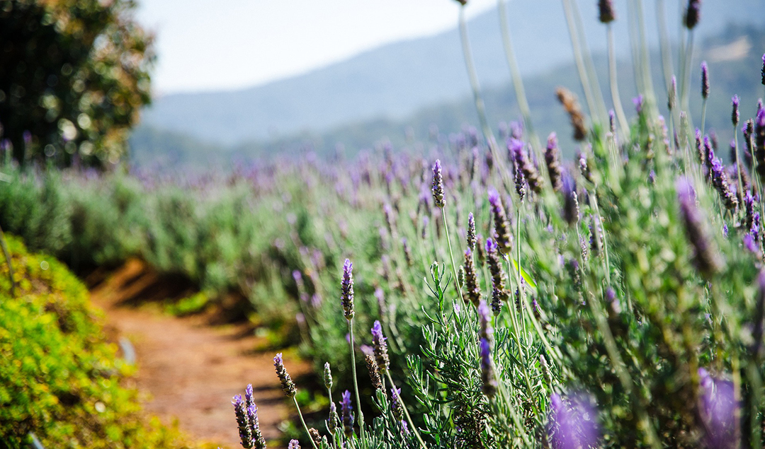 You are currently viewing Lavender Essential Oil: differences, benefits and properties