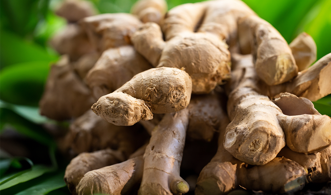 Read more about the article Ginger essential oil: history, properties and uses